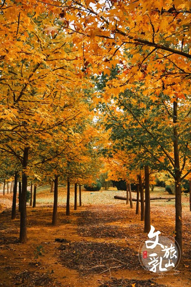当秋风吻过乳山：一场关于色彩与治愈的漫步指南