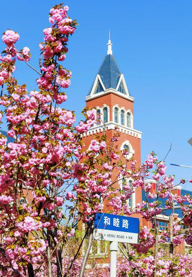 滨海新区生态城“樱花大道”惊艳盛放，美出圈啦~