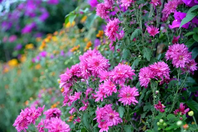 开了! 开了！金堂几百亩菊花已璀璨绽放，快去打卡！