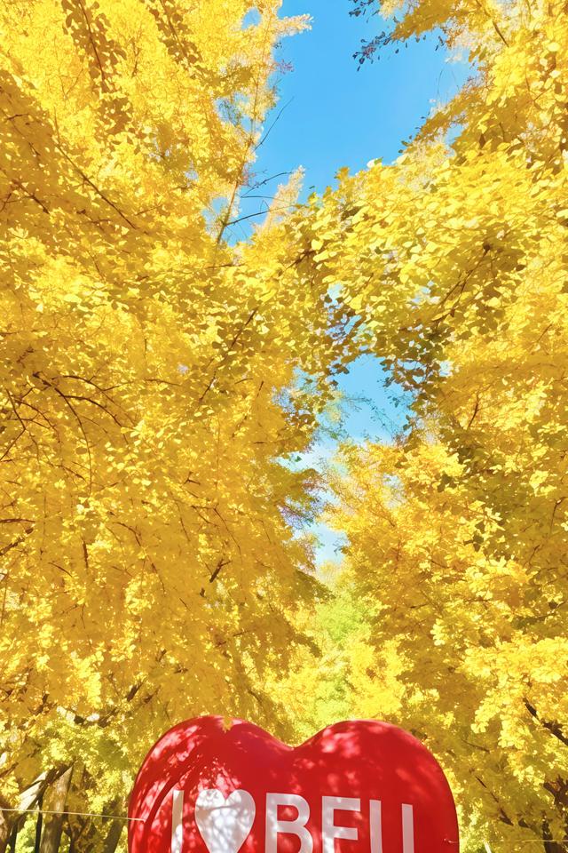 北京的银杏真的杀疯了！超美银杏瀑布，惊呆了整个秋天！