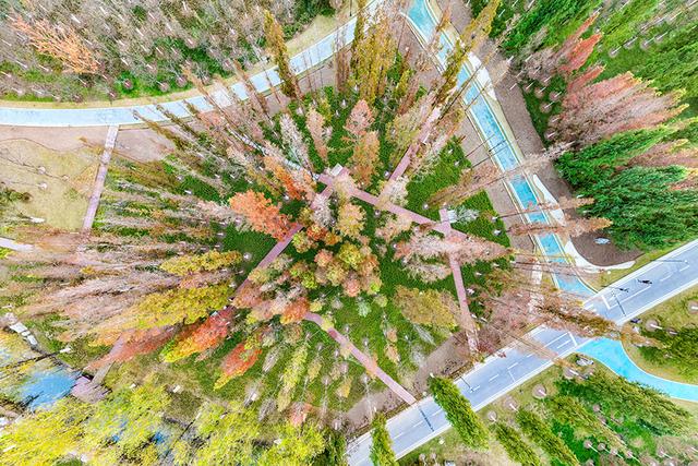 凤凰苑植物园：五彩林木绘就初冬美景