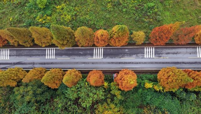 綦江古剑山：初冬“登山赏林”时间已到，错过了只能等来年！