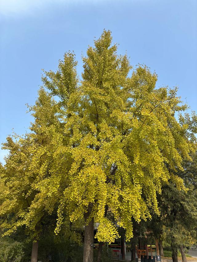 国家植物园赏秋