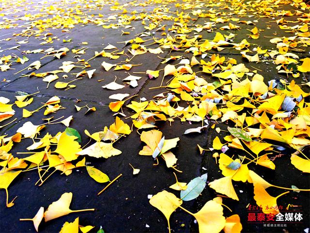 一树金黄 一树青绿 泰山斗母宫银杏迎来最佳观赏期