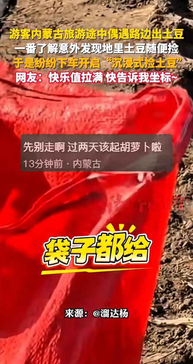 游客在内蒙古旅游发现土豆地里土豆随便捡！现实版一挖一麻袋！