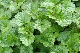 叶子似铜钱，老人叫它“结石草”，有结石的人都在找，如今难寻图片