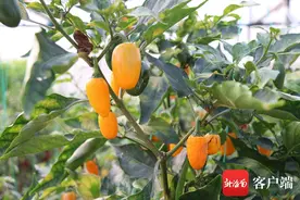 新海南客户端 | 果然有种｜南繁成功选育10个热带辣椒新材料 企业上门寻合作图片