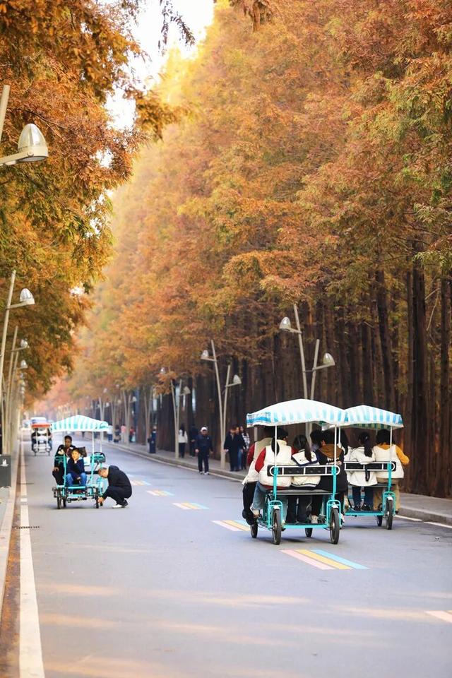 “焦糖色秘境”上线！超级出片！日照这里错过再等一年！