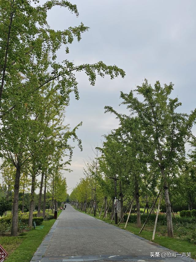 苑城文化公园，桥水相依，荷叶飘香，大道至简，银杏叶子渐黄
