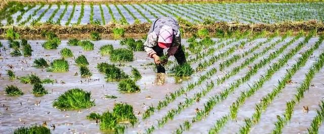 今日入伏，老人说最怕“入伏一日雨”，入伏天下雨有啥预兆？