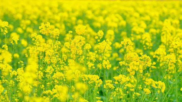 看不完，根本看不完！