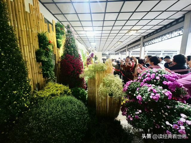 杭州植物园的菊花展——一场关于菊花的饕餮盛宴（一）