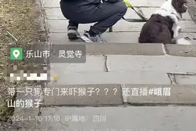 视频热传男子牵狗在峨眉山挑衅猴群？视频发布者系剪辑拼接而成。景区回应：带狗游客没有与猴群撕咬图片