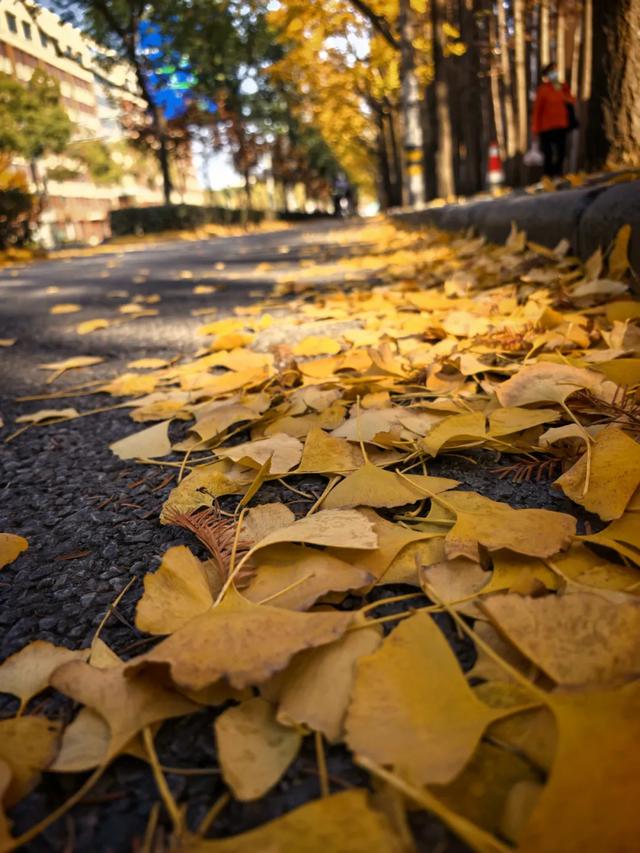 这“落叶不扫”究竟是谁提出来的？实在太过分啦！