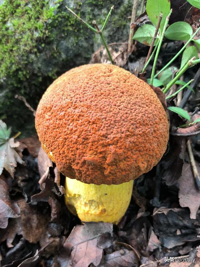 两次本溪南岭徒步记｜高山草甸，湖池松林，我被南岭种草