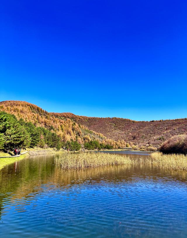 读唐诗看美景，让视觉和思绪一道欣赏黄叶遍地、层林尽染静美之景
