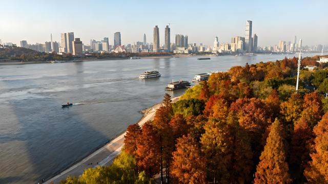 枫染东湖金菊绽，江天秋水共天长 —— 武汉清秋漫游志