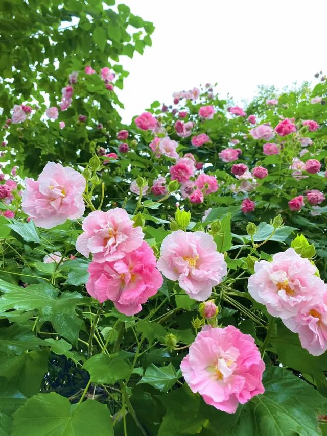 会“变脸”的花开了,醉了!去这些地方邂逅→