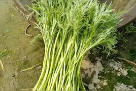 @在湖北的你 一起踏进春季“食光”之旅图片