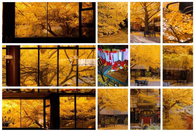 北京二环内的百年银杏树，号称最美银杏之窗，有人从台湾专程来看