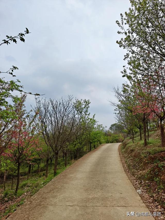 春天去哪徒步？成都周边8条路线：摘野菜、赏野花、捡野果