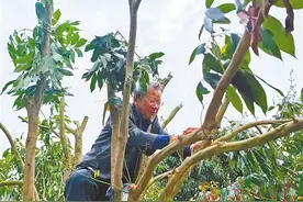 “枇杷王”妙手改良荔枝图片