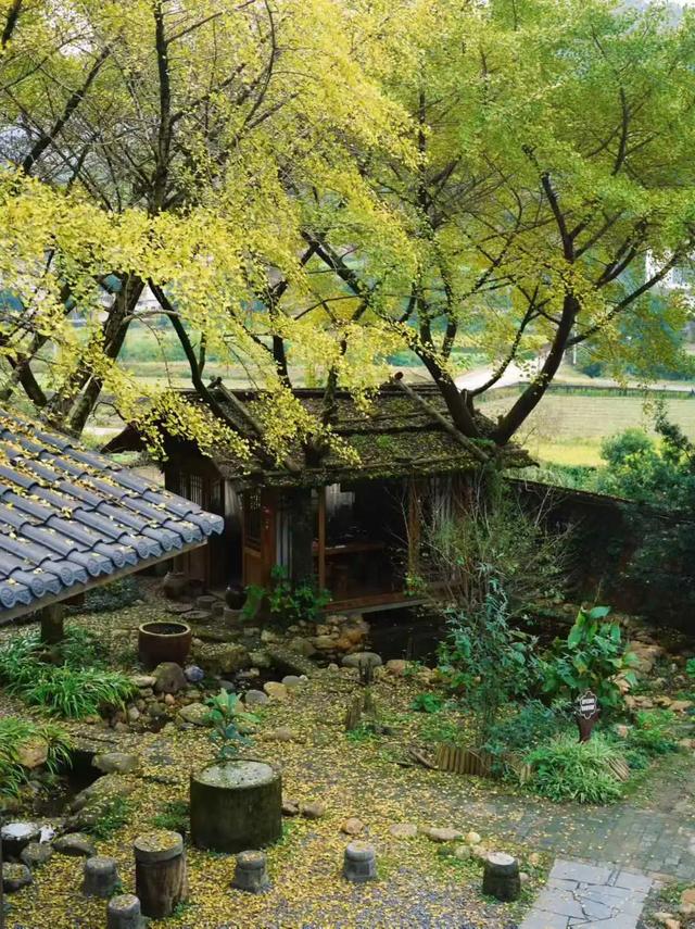 邵阳人藏不住的秋冬快乐!这些“金色浪漫”,@所有人来约!