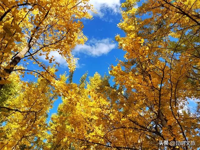 滇池度假区赏杏观鸥超级攻略!2025-2026跨年狂欢!40载人鸥情缘+百场活动承包暖冬