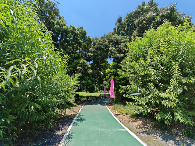 云城区高峰街道：绿荫下的赤黎村