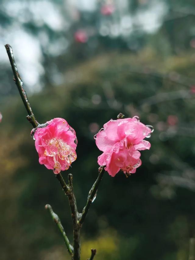 罕见一幕现身醴陵,即将消失!