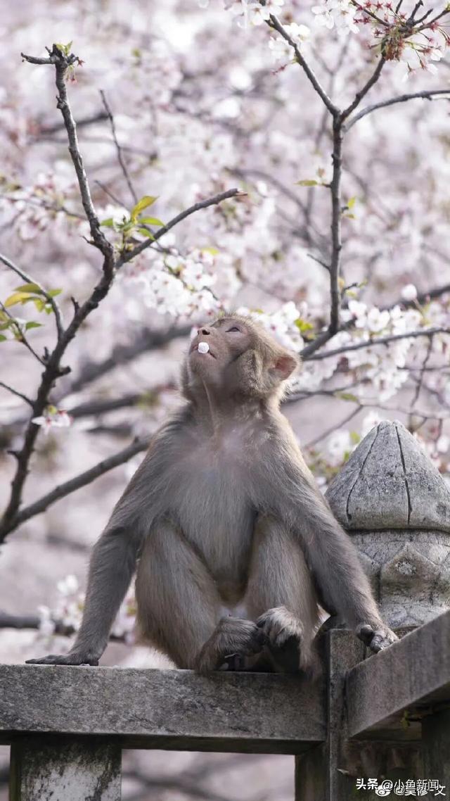我等得花儿都...开了