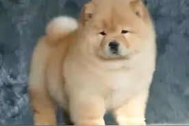 憨憨狗咬人后续：女士受重伤已赴上海治疗，三处错误恐难索赔图片