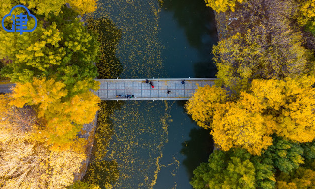 津渡秋色染金画，天津一公园迎来高光时刻！
