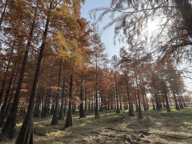 骑游来安半塔釜山水库池杉林生态园攻略