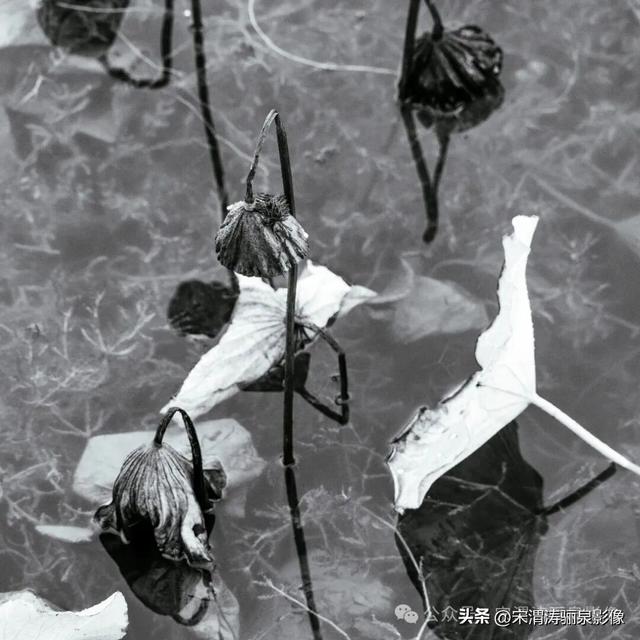 陕西渭南：人民公园秋天的残荷淡如水 美如画 凄凉如人生