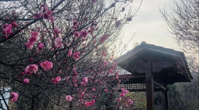 不等春节，黄陂现已大量出现！