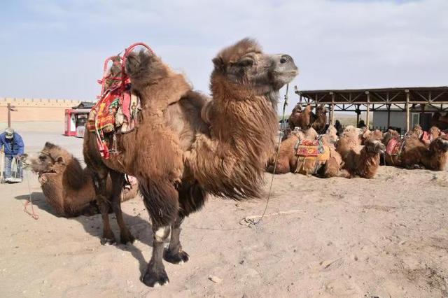 明长城最西端关口：天下第一雄关嘉峪关的历史与防御体系