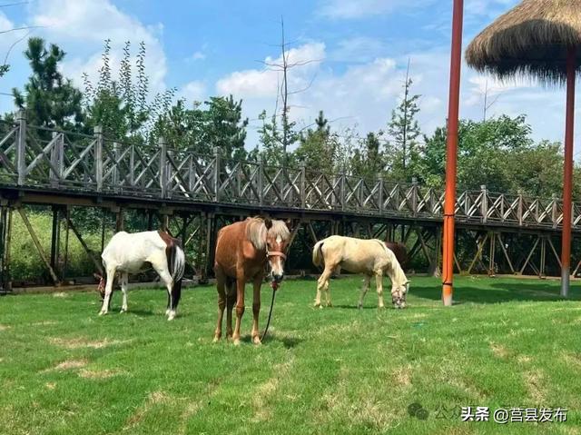 茶山牧场七夕“放大招”！六大亮点演绎……