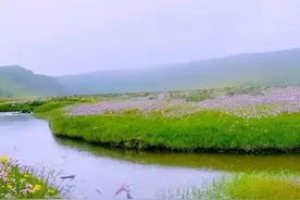 百姓随手拍 | 美仁草原花似锦 繁星点点梦如织图片
