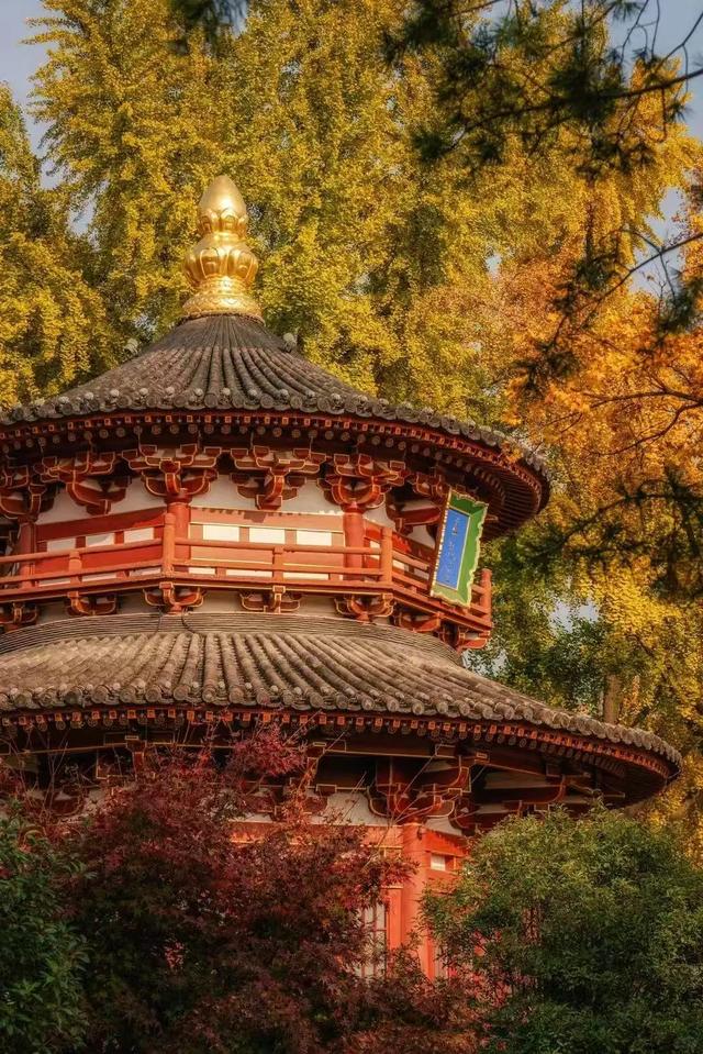 小雪|兴庆宫藏着温柔冬色