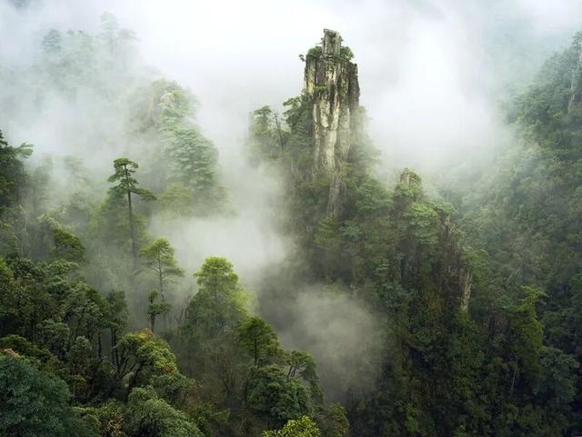 层林尽染时，我的思绪已飞往莽山的云海竹林间