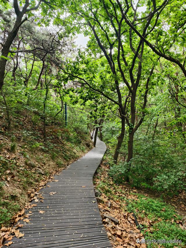 大连海之韵公园·棒槌岛