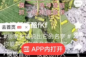 最厉害的小毒虫洋辣子(毛辣子)。图片