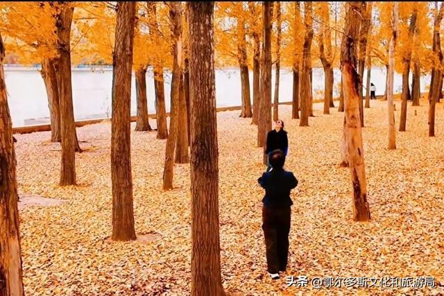 东胜区秋日私语——抓住金色的尾巴