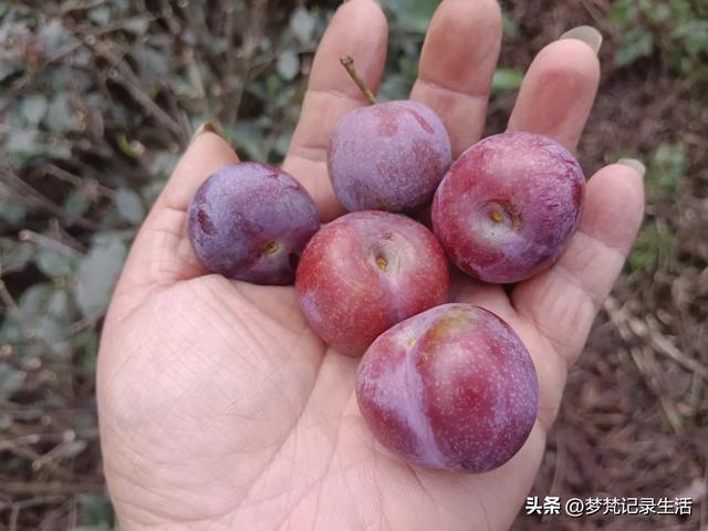 我最近热衷废墟游因为多少总会有收获,加油!我的胜利已近在眼前