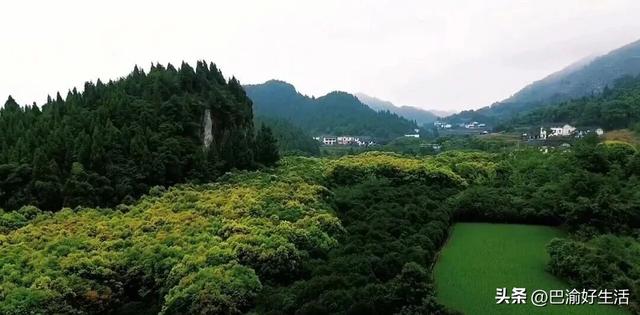 两江新区升格后，北碚的"五镇置换"赌赢文旅新时代？