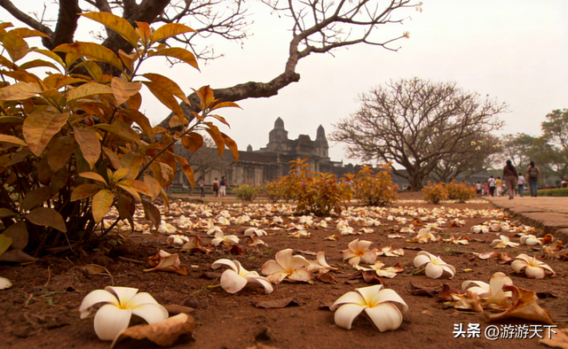 春日赏花避坑指南！别白跑一趟，这些误区一定要避开