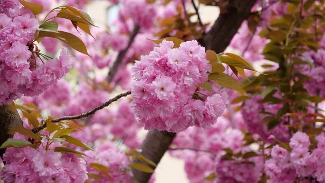 2026年徽县第八届金徽酒秦岭樱花节启幕