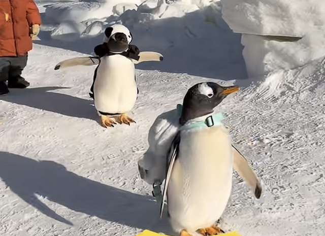 元宵节来东胜怎么玩儿，看这一篇就够了！