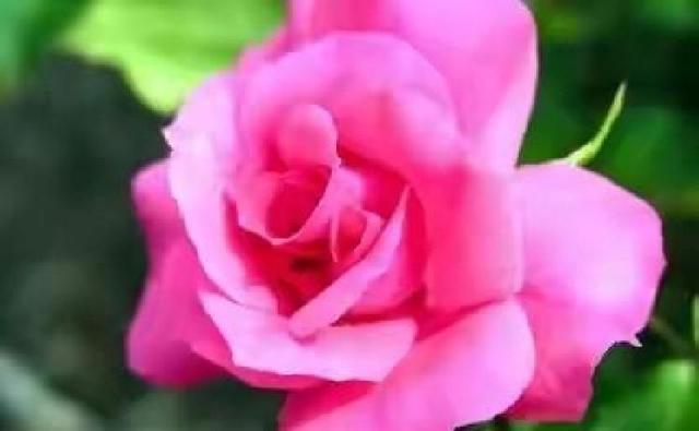 情感：女人过中年	，最渴望的“肉麻”行为竟然是这些！